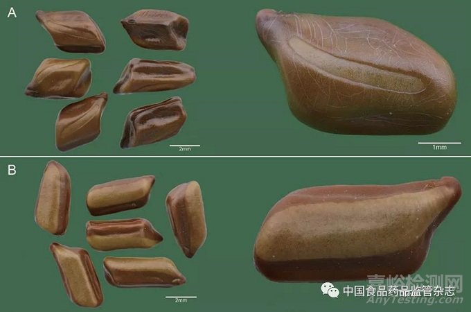 基于科學(xué)攝影對(duì)中藥材種子的微形態(tài)鑒別研究