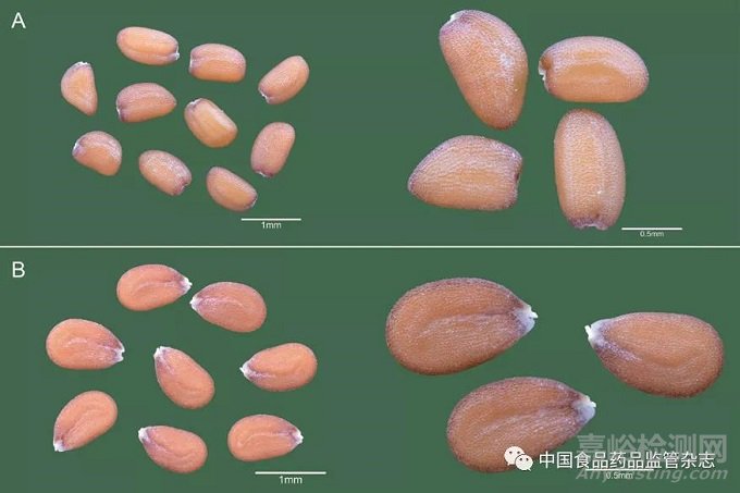 基于科學(xué)攝影對(duì)中藥材種子的微形態(tài)鑒別研究