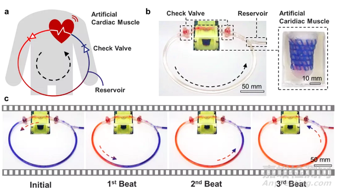 利用液晶彈性體纖維仿生構(gòu)筑人工心肌