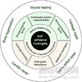 《JMCB》四川大學王軍: 用于組織工程的自粘水凝膠