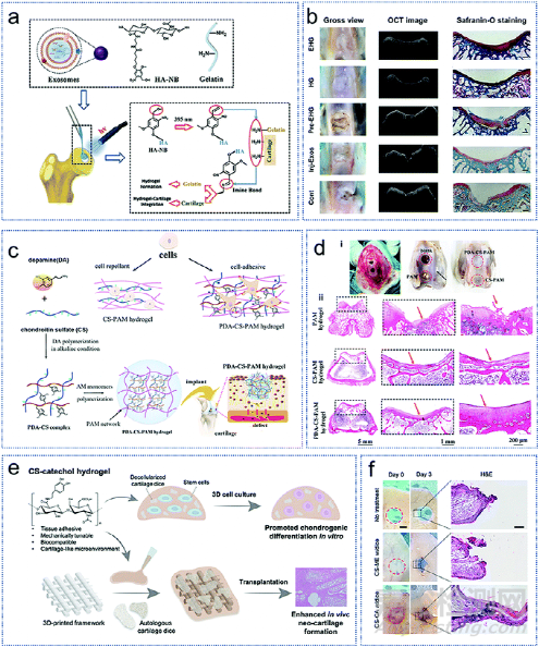 《JMCB》四川大學王軍: 用于組織工程的自粘水凝膠
