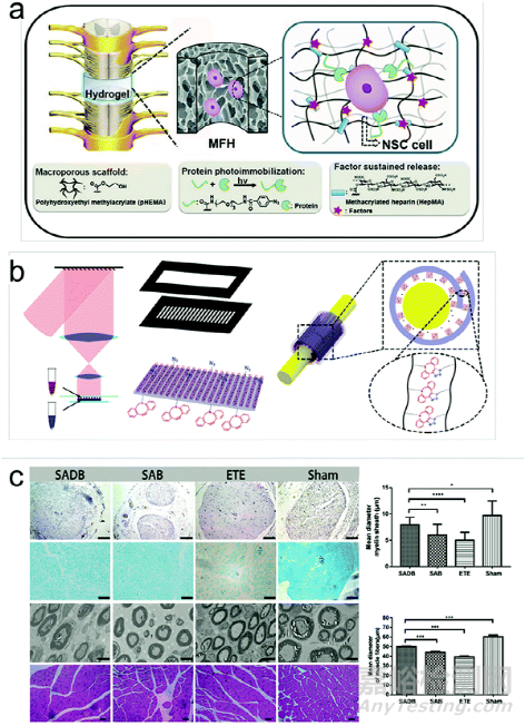 《JMCB》四川大學王軍: 用于組織工程的自粘水凝膠