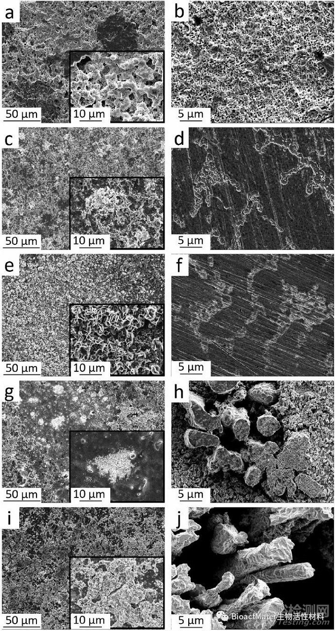 用于支架植入的Zn-Mg和Zn-Cu合金：從納米力學(xué)表征到體外降解和生物相容性