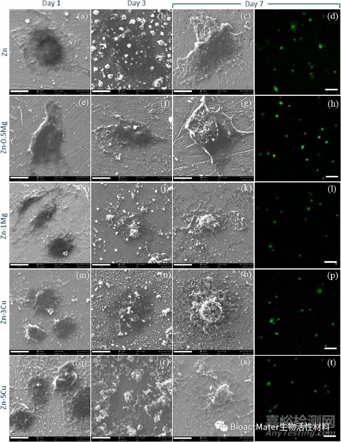 用于支架植入的Zn-Mg和Zn-Cu合金：從納米力學(xué)表征到體外降解和生物相容性