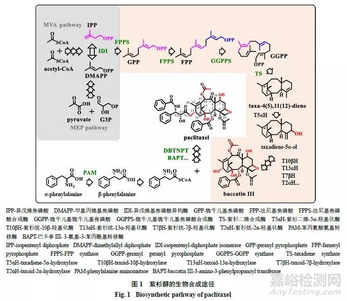 紫杉醇類抗腫瘤原料藥生產(chǎn)的研究進(jìn)展