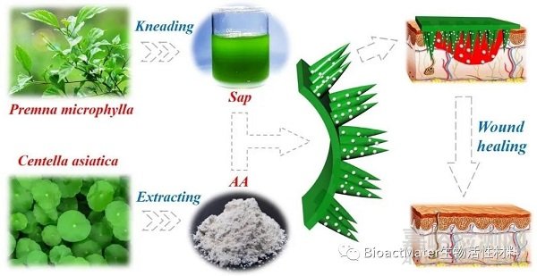 中藥微針補片用于創(chuàng)面修復(fù)|Bioactive Materials