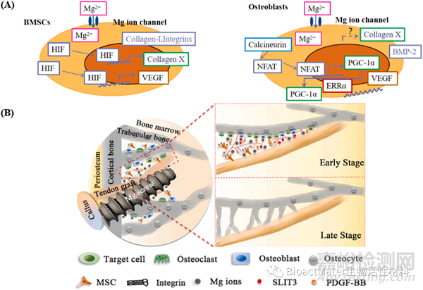 可生物降解鎂界面螺釘在ACL重建中的臨床應用與挑戰(zhàn)