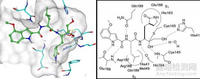 輝瑞新冠口服藥物的分子設(shè)計的研發(fā)故事
