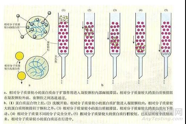 體積排阻色譜法 (SEC) 的原理、使用、常見問題及解決辦法