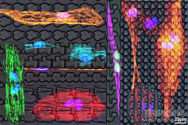 研究發(fā)現(xiàn)醫(yī)療設(shè)備中使用的聚氨酯可以抑菌