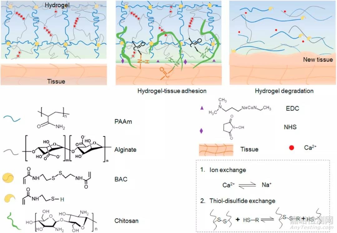 磁輔助-水凝膠粘接方法用于器官移植