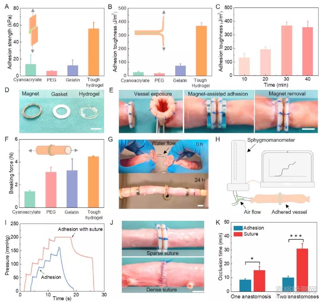 磁輔助-水凝膠粘接方法用于器官移植
