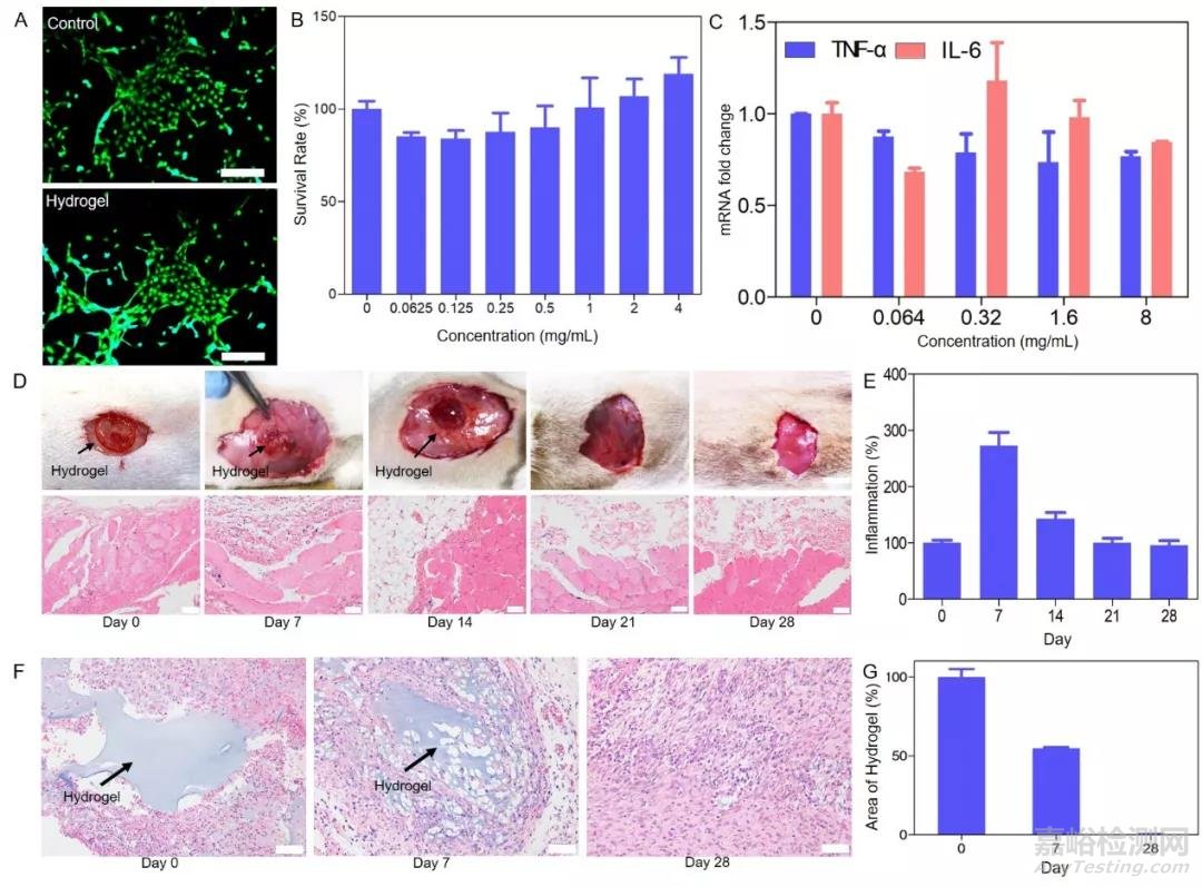 磁輔助-水凝膠粘接方法用于器官移植