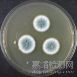 常見霉菌形態(tài)描述及典型菌落圖片匯總