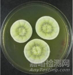 常見霉菌形態(tài)描述及典型菌落圖片匯總