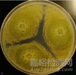 常見霉菌形態(tài)描述及典型菌落圖片匯總