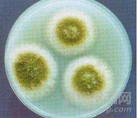 常見霉菌形態(tài)描述及典型菌落圖片匯總