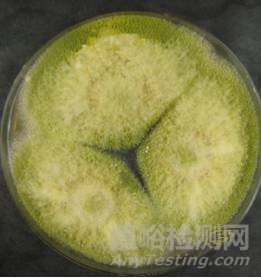 常見霉菌形態(tài)描述及典型菌落圖片匯總