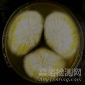 常見霉菌形態(tài)描述及典型菌落圖片匯總