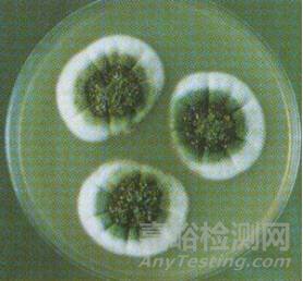 常見霉菌形態(tài)描述及典型菌落圖片匯總