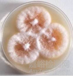 常見霉菌形態(tài)描述及典型菌落圖片匯總