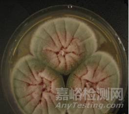 常見霉菌形態(tài)描述及典型菌落圖片匯總