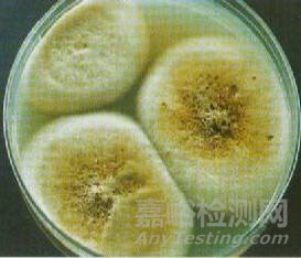 常見霉菌形態(tài)描述及典型菌落圖片匯總