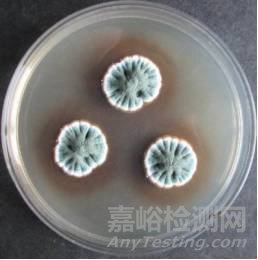 常見霉菌形態(tài)描述及典型菌落圖片匯總