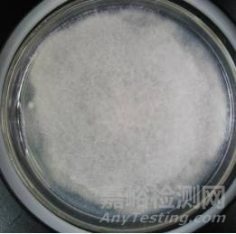 常見霉菌形態(tài)描述及典型菌落圖片匯總