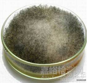 常見霉菌形態(tài)描述及典型菌落圖片匯總