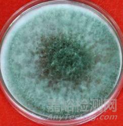 常見霉菌形態(tài)描述及典型菌落圖片匯總