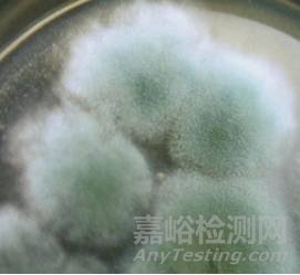 常見霉菌形態(tài)描述及典型菌落圖片匯總