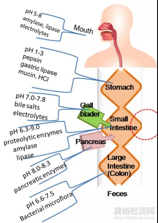 藥物吸收屏障對(duì)藥物吸收的影響