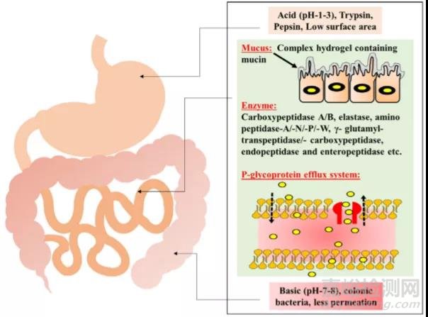 藥物吸收屏障對(duì)藥物吸收的影響