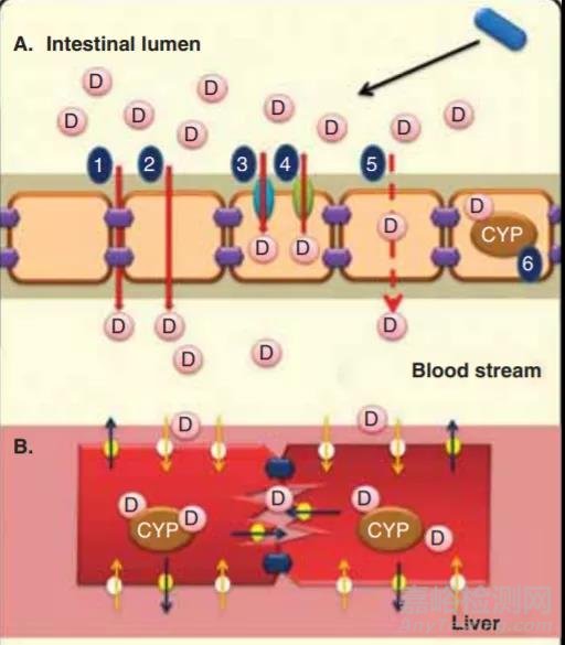 藥物吸收屏障對(duì)藥物吸收的影響