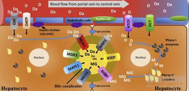 藥物吸收屏障對(duì)藥物吸收的影響