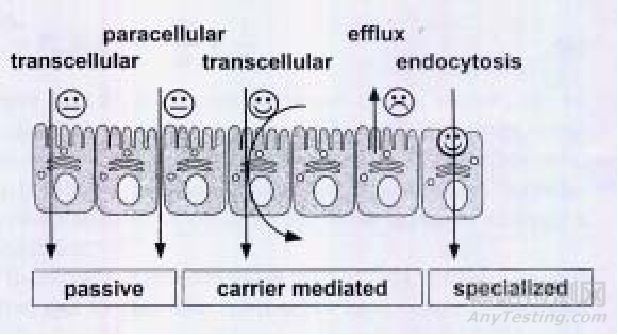 影響固體口服藥物吸收的“3把鑰匙”