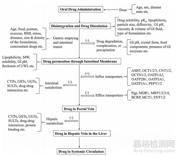 影響固體口服藥物吸收的“3把鑰匙”