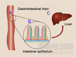 影響固體口服藥物吸收的“3把鑰匙”