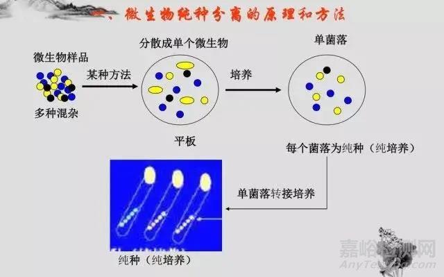 微生物的分離純化詳解