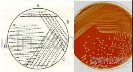 微生物的分離純化詳解