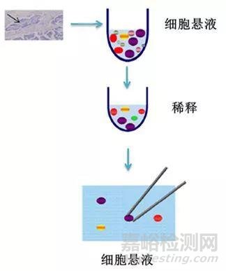 微生物的分離純化詳解