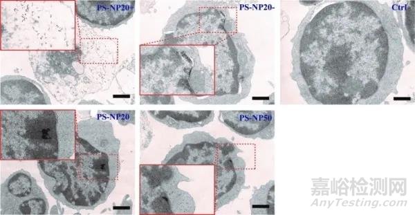 納米塑料作為新型污染物的毒理研究進(jìn)展