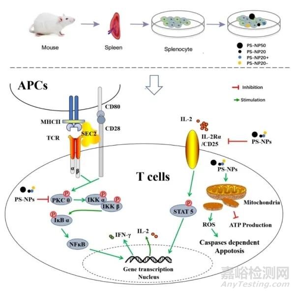 納米塑料作為新型污染物的毒理研究進(jìn)展