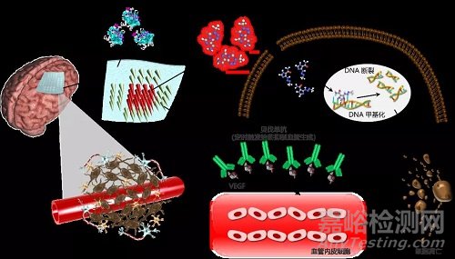 用于治療腦膠質(zhì)瘤的顱內(nèi)植入式可降解微針貼片