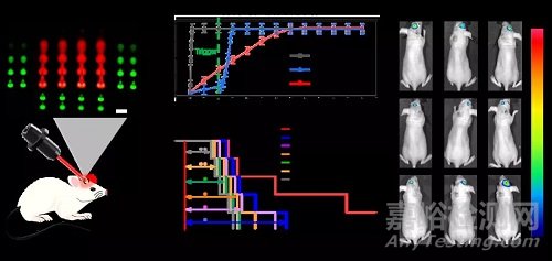 用于治療腦膠質(zhì)瘤的顱內(nèi)植入式可降解微針貼片