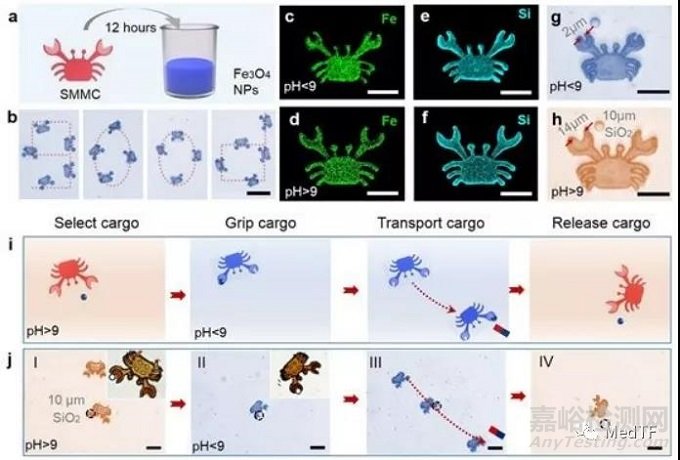 國產(chǎn)“魚形”微機(jī)器人實(shí)現(xiàn)化療精準(zhǔn)化 追求無副作用