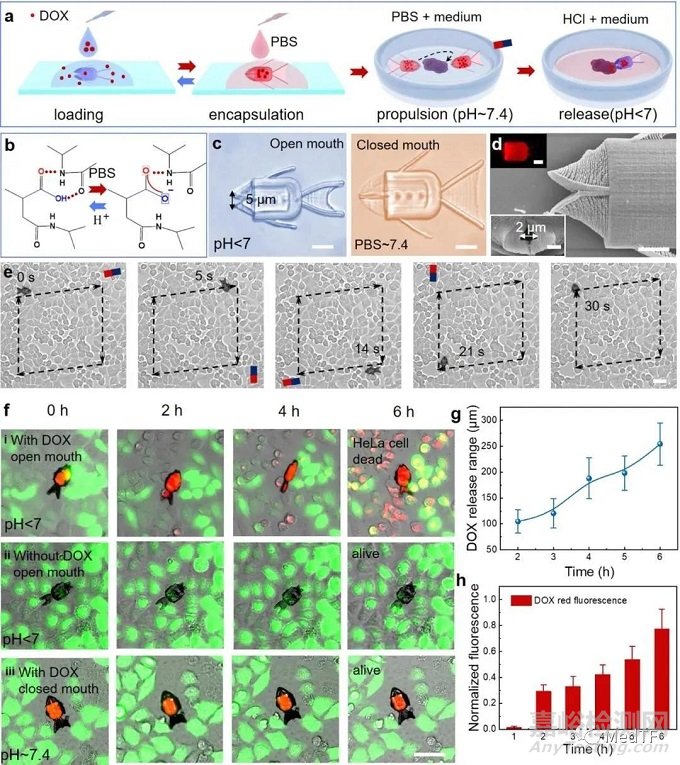 國產(chǎn)“魚形”微機(jī)器人實(shí)現(xiàn)化療精準(zhǔn)化 追求無副作用