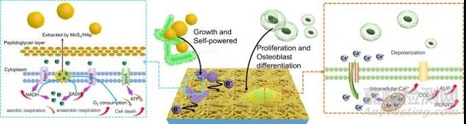 多功能骨種植體，兼具高效抗菌活性和成骨能力