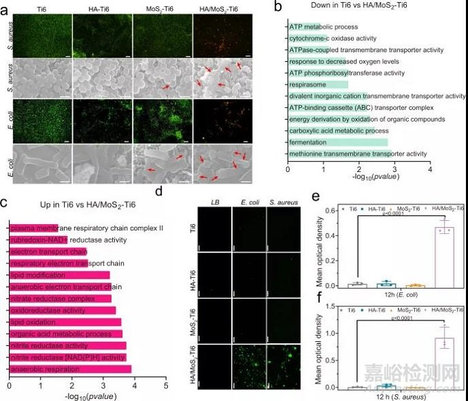 多功能骨種植體，兼具高效抗菌活性和成骨能力